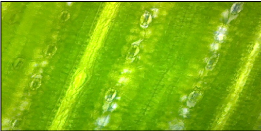 The underside of a leaf viewed at 400X total magnification